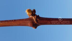 Swenson Red faza pąka wełnistego