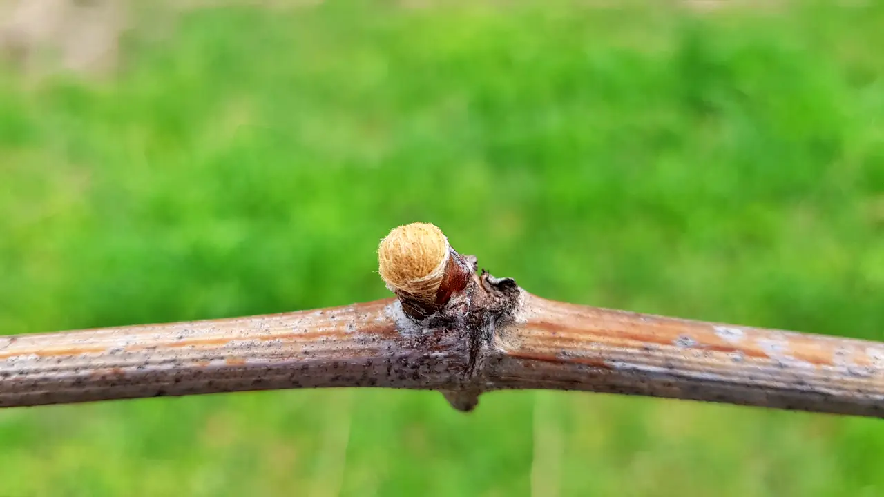 Faza pąka wełnistego winorośl właściwa vitis vinifera Zweigelt