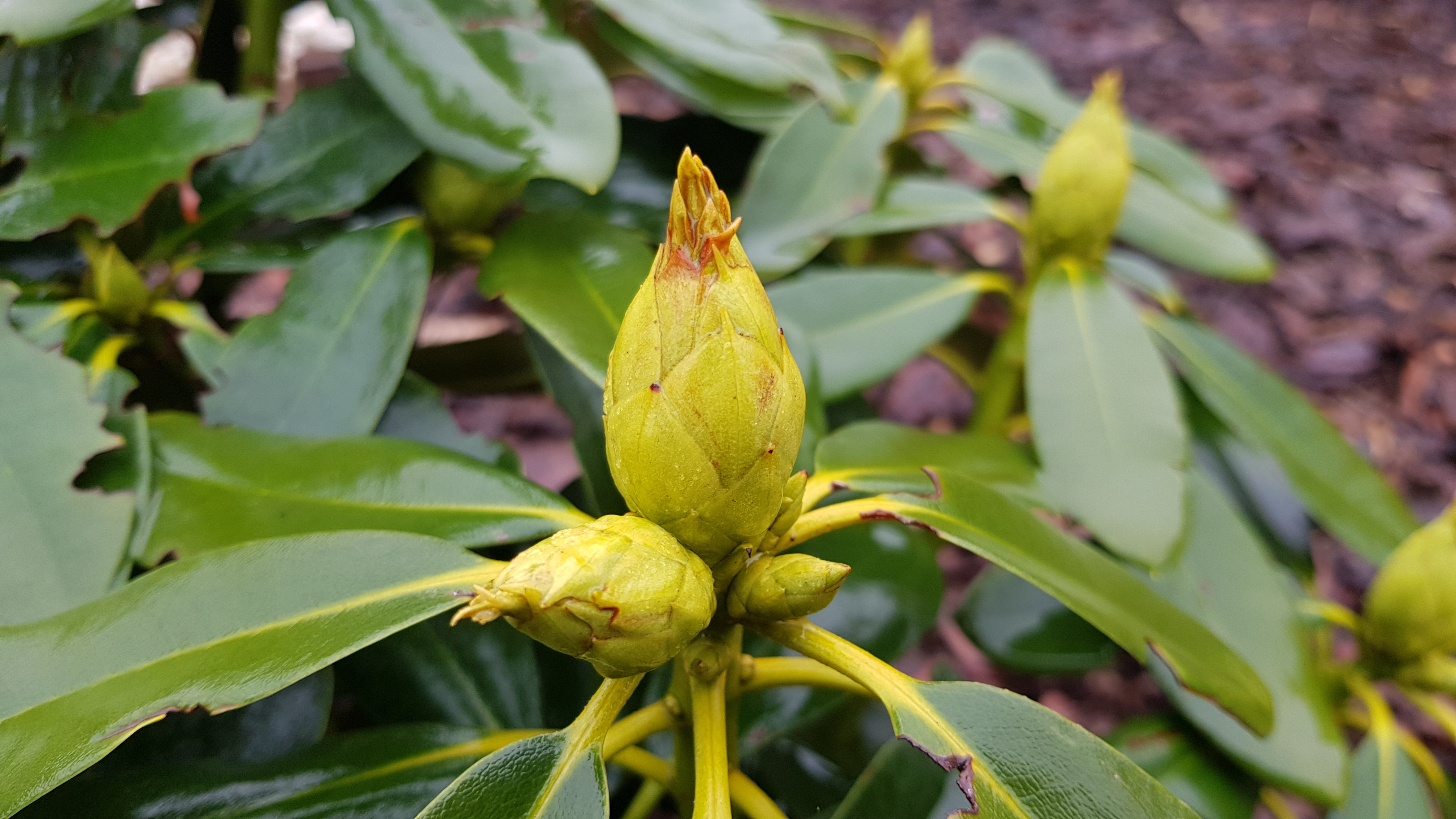 Rhododendron Libin pąk późną jesienią