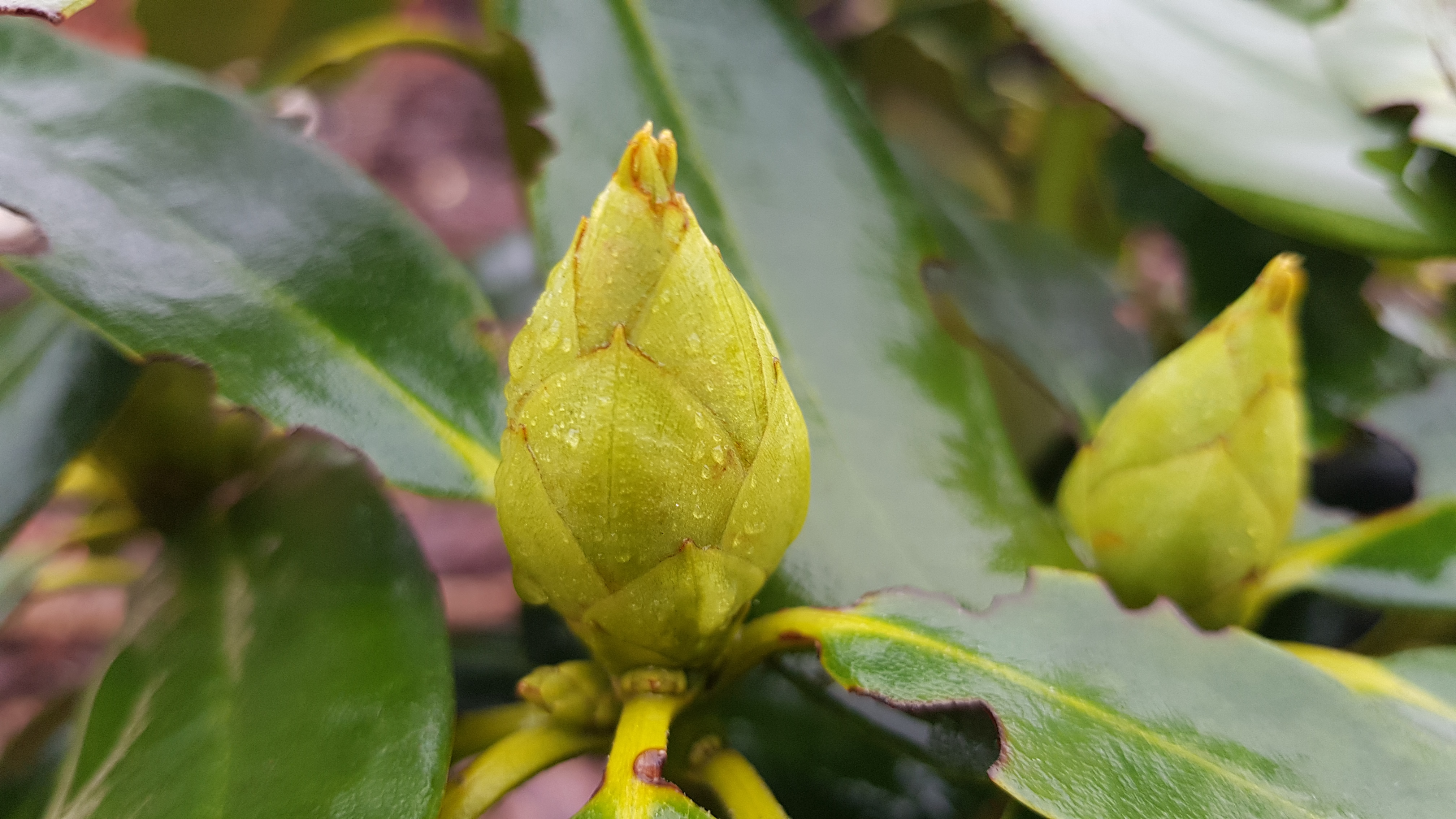 Różanecznik Libin pąki późną jesienią