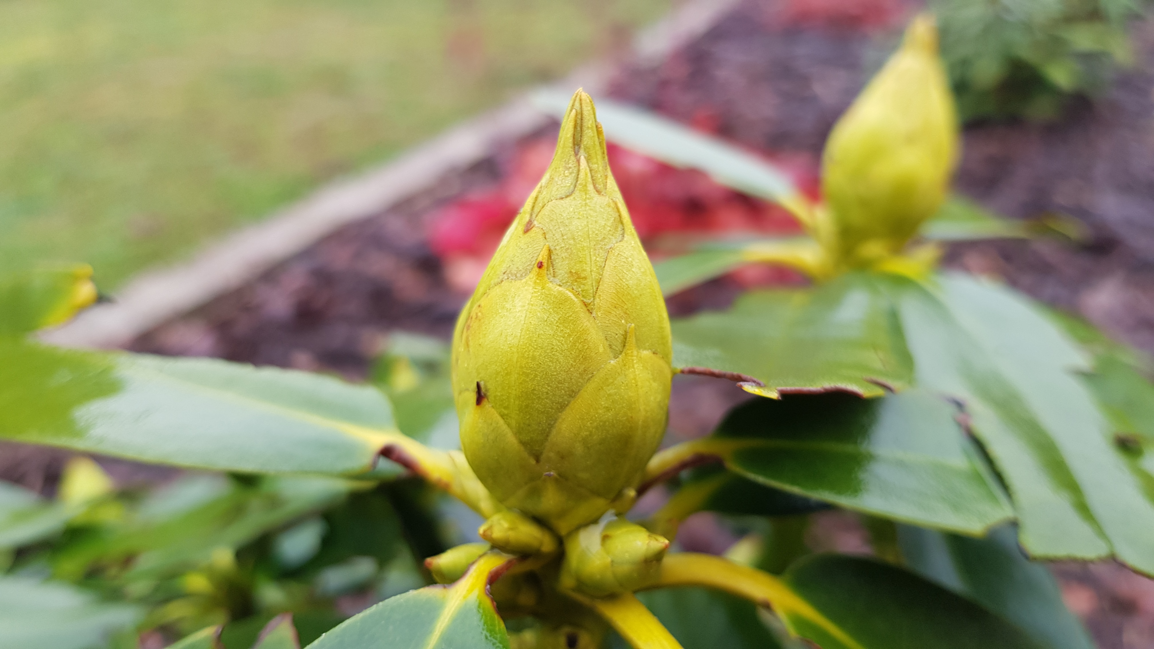Rododendron Libin pąki późną jesienią