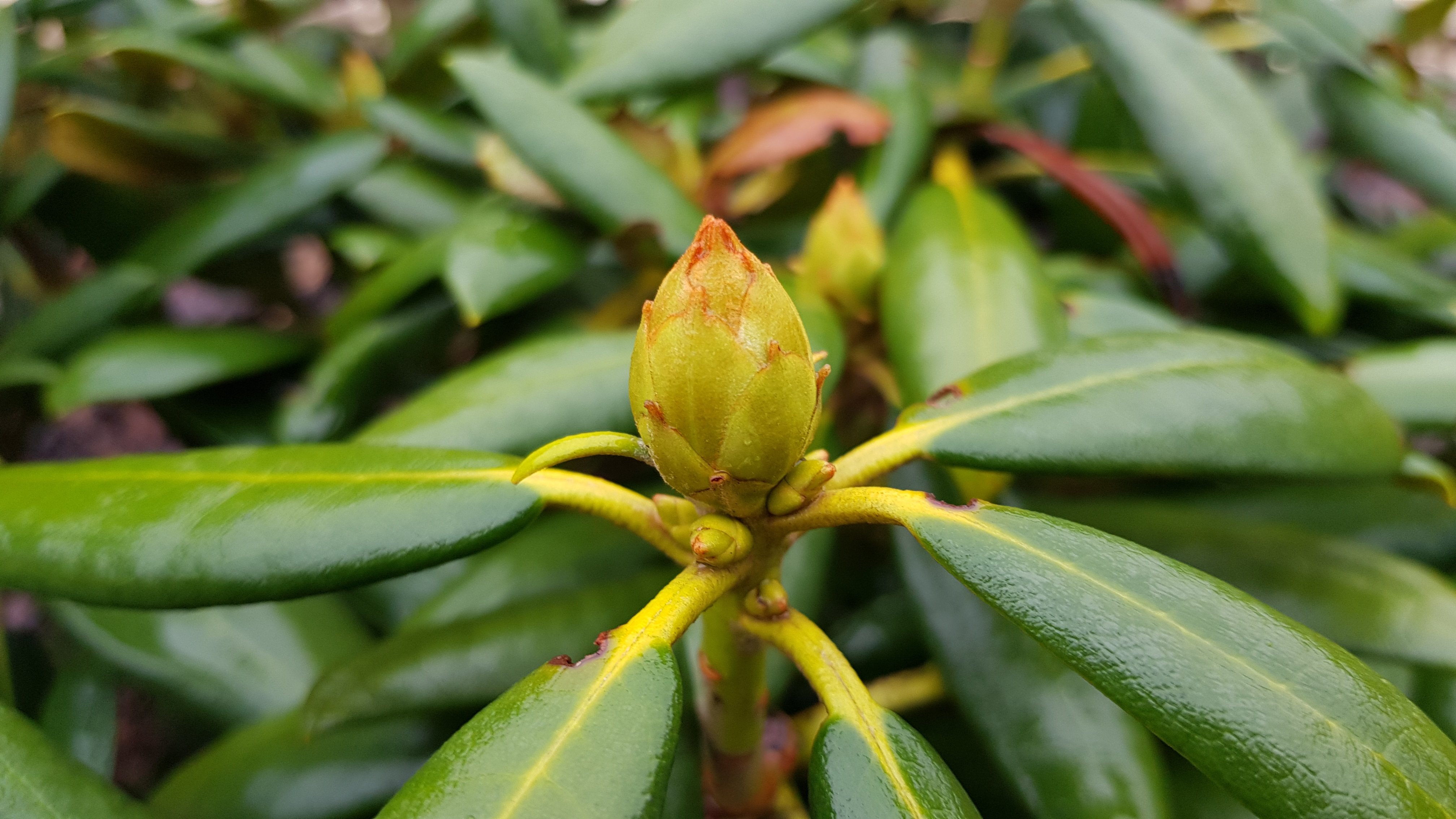 Rhododendron Yakushimanum Kalinka - pąk jesienią