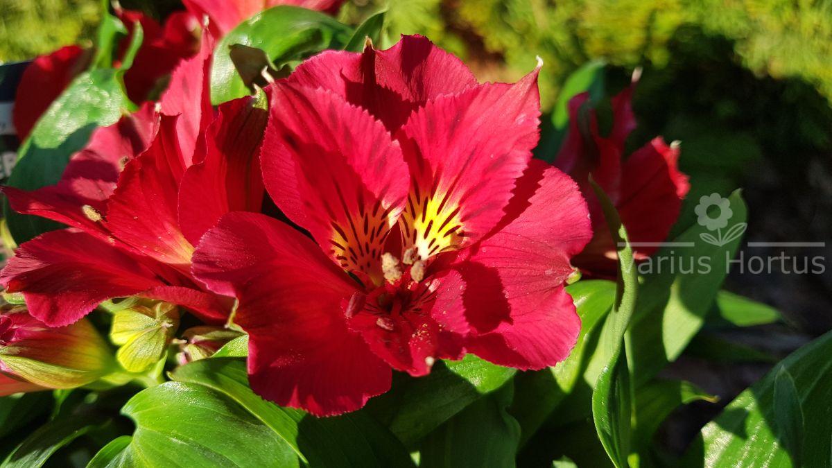 Alstroemeria ogrodowa kwiat jednej z odmian