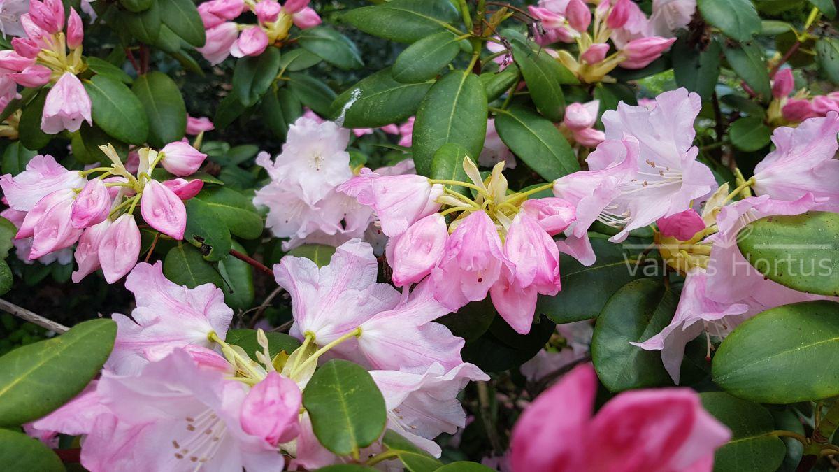 Rhododendron Pink Brightness