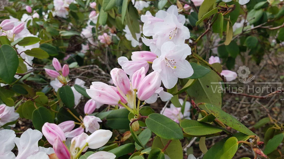 Rhododendron Tibet