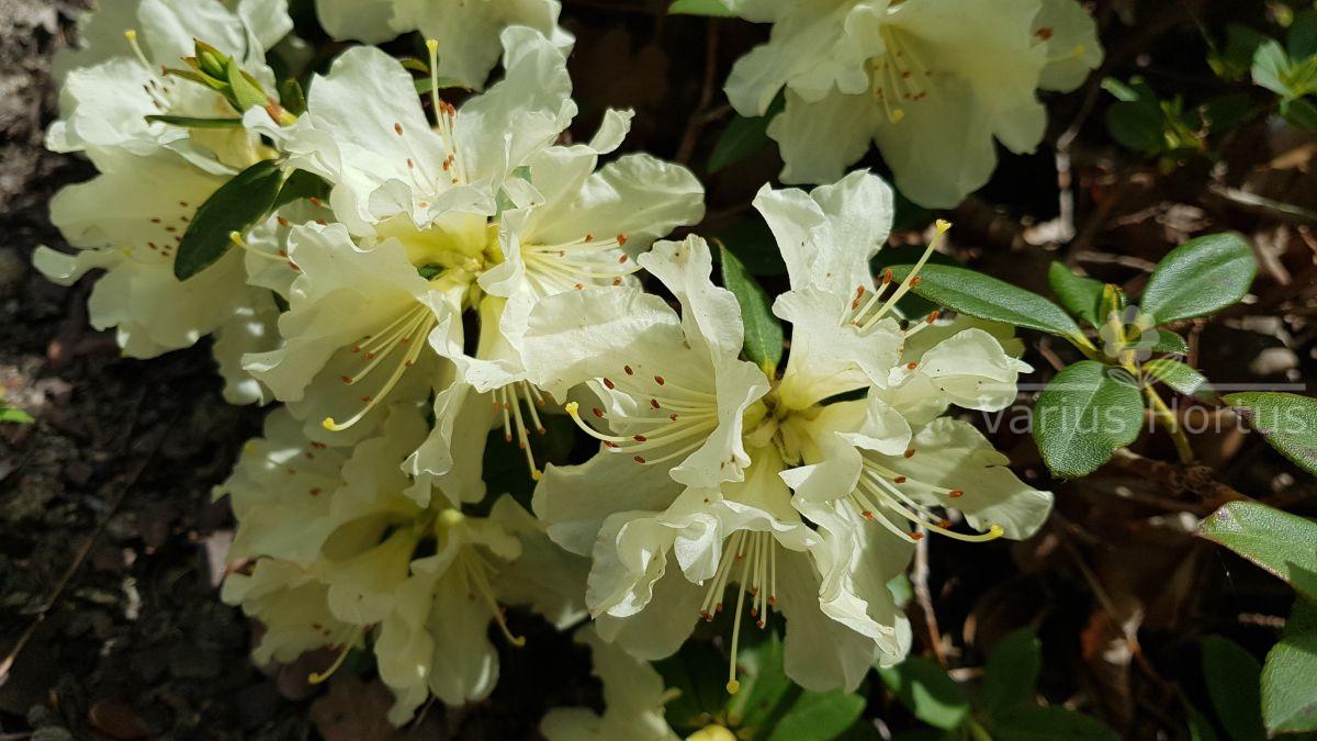 Rhododendron Patty Bee