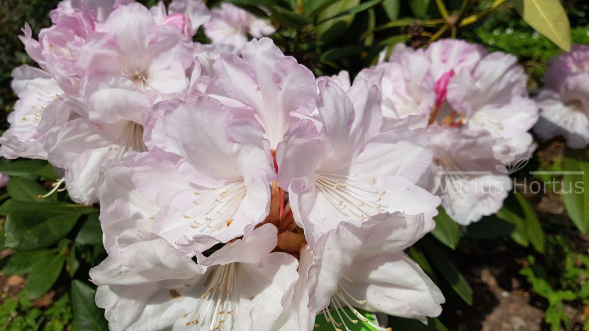 Rhododendron Aprilleuchten