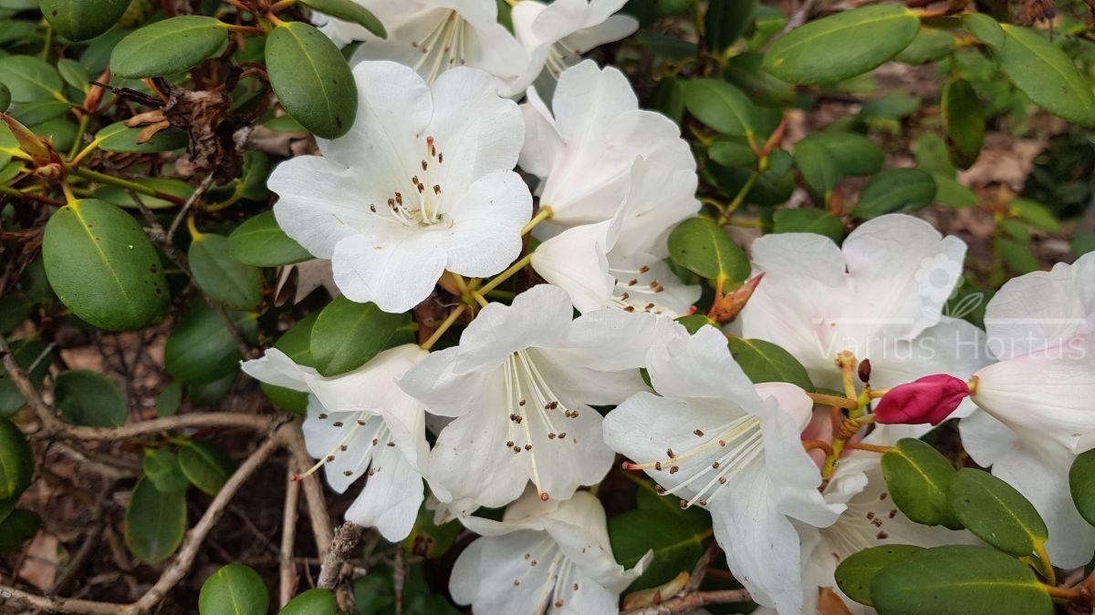 Rhododendron Album