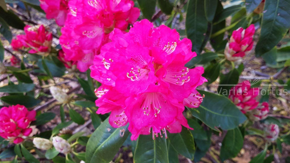 Rhododendron Hassan