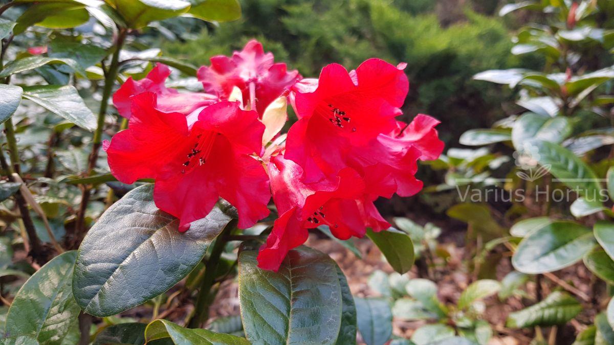 Rhododendron Antje