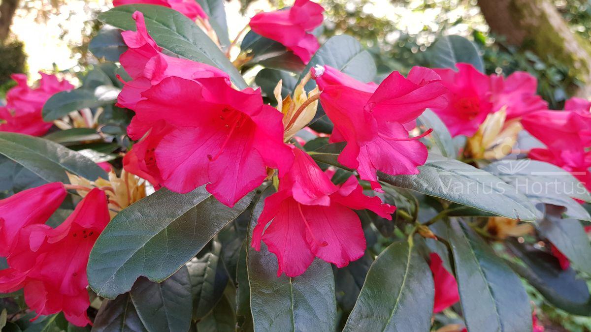 Rhododendron Gertrud Schäle