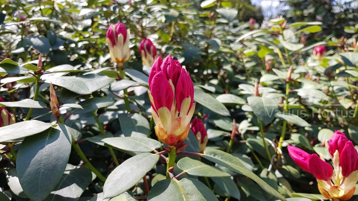 Rhododendron Hamburg