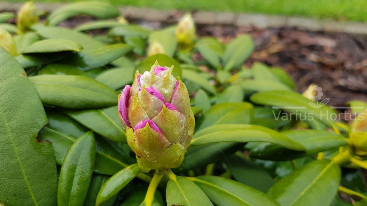 Różanecznik Schneekrone rozwijający się pąk