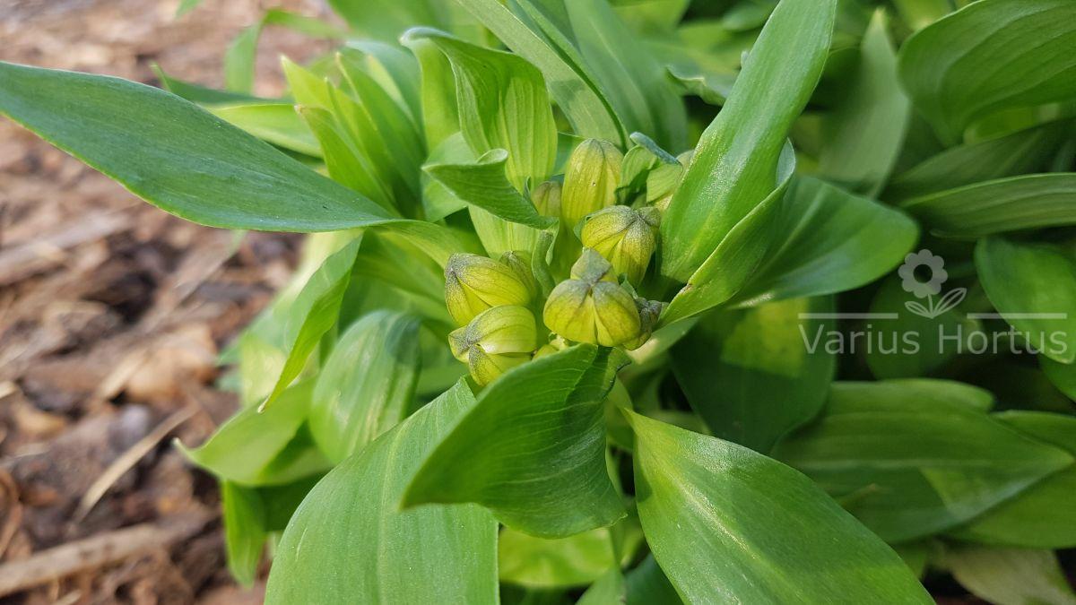 Alstroemeria ogrodowa młode pąki kwiatowe