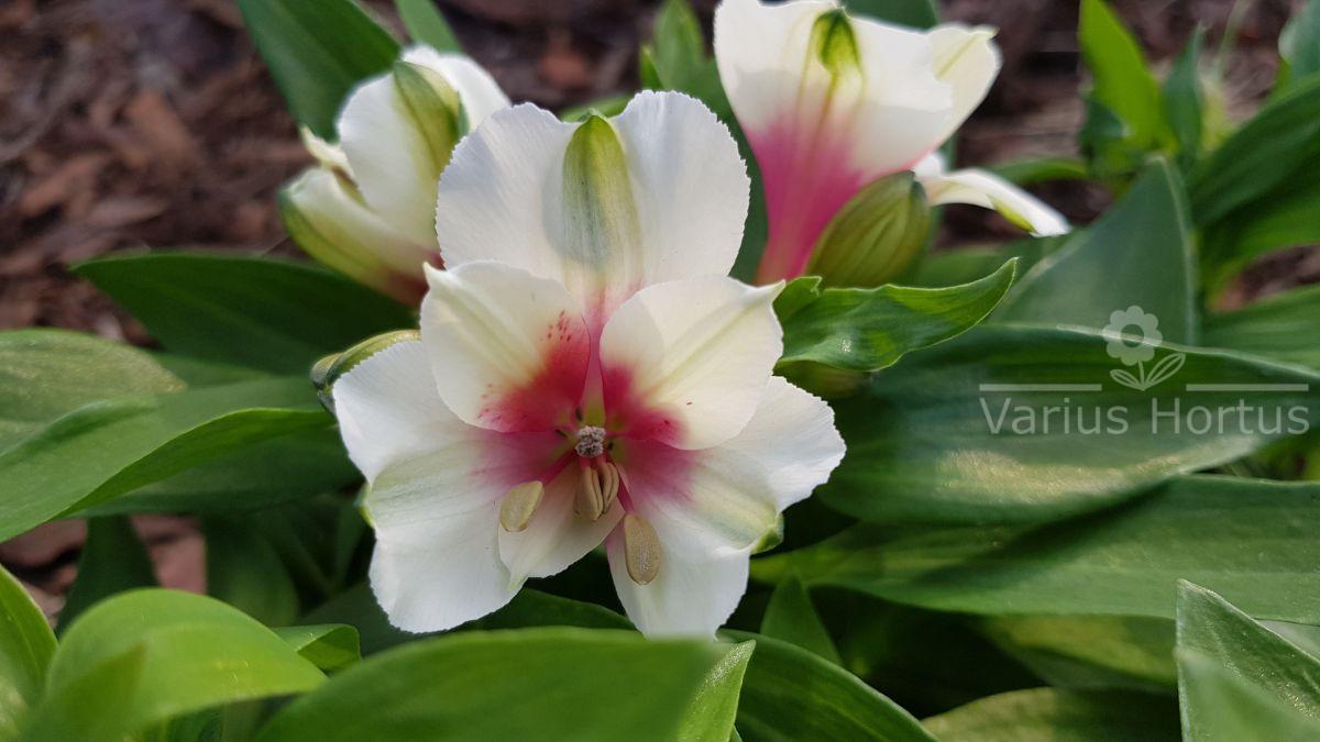 Alstroemeria ogrodowa kwiat odmiana INCA LUCKY