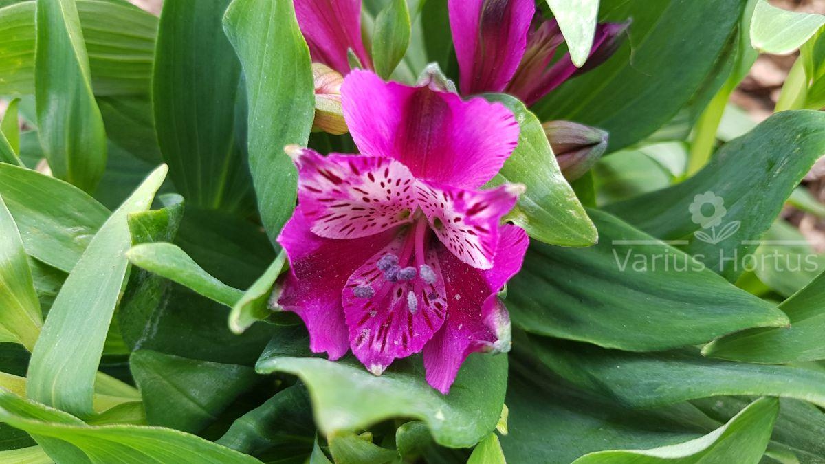 Alstroemeria ogrodowa kwiat, odmiana INCA PURPLE