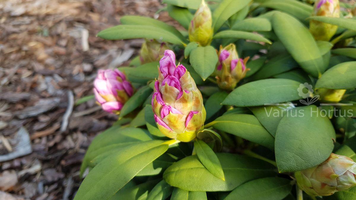 Rododendron Schneekrone rozwijający się pąk