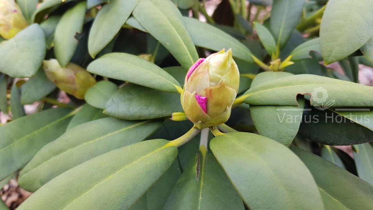 Rhododendron Schneekrone