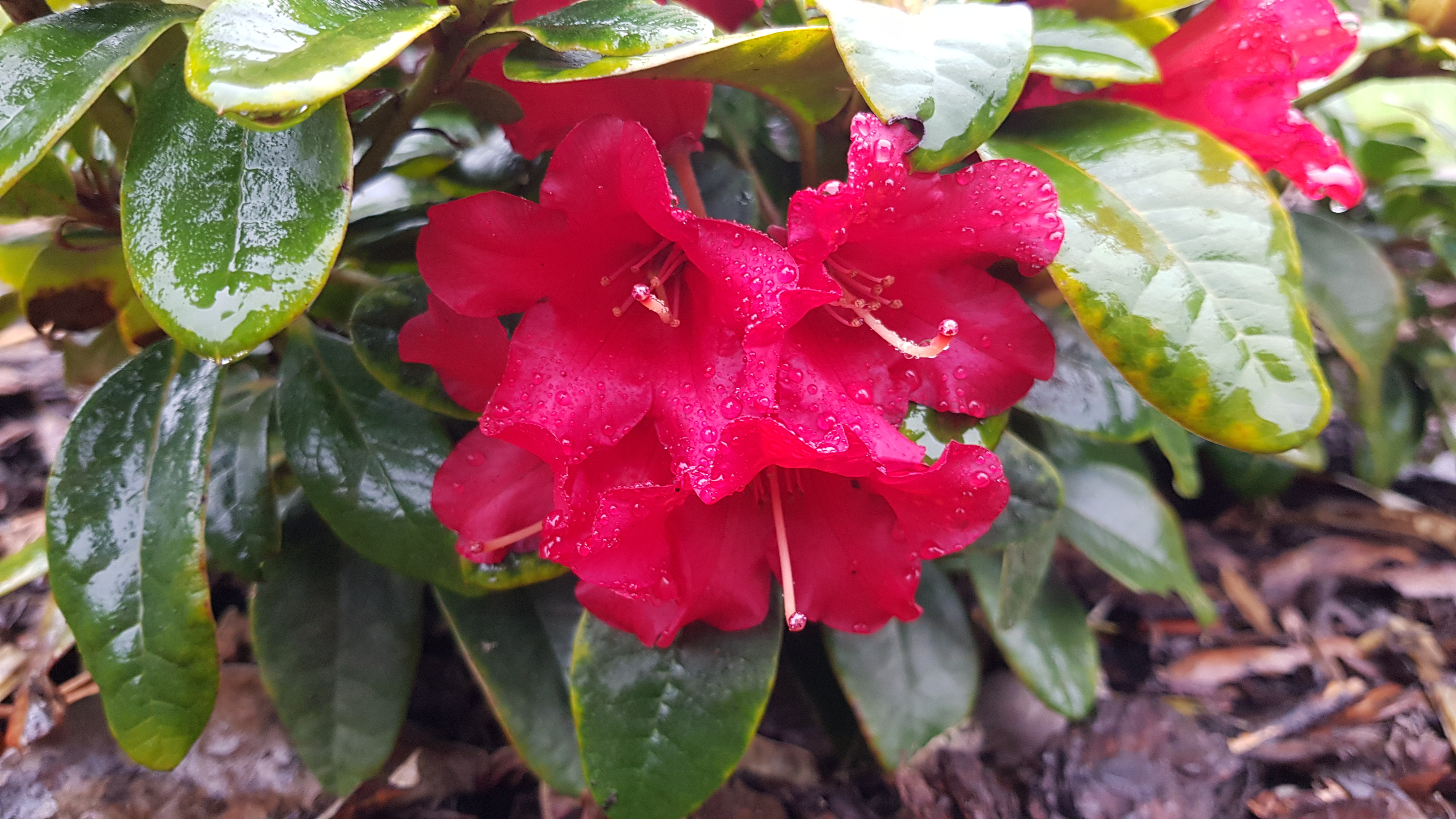 Różanecznik Bengal kwiaty