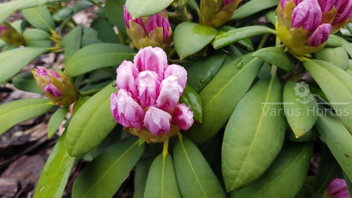Różanecznik Schneekrone rozwijający się pąk