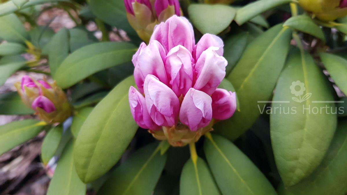 Rododendron Schneekrone rozwijający się pąk