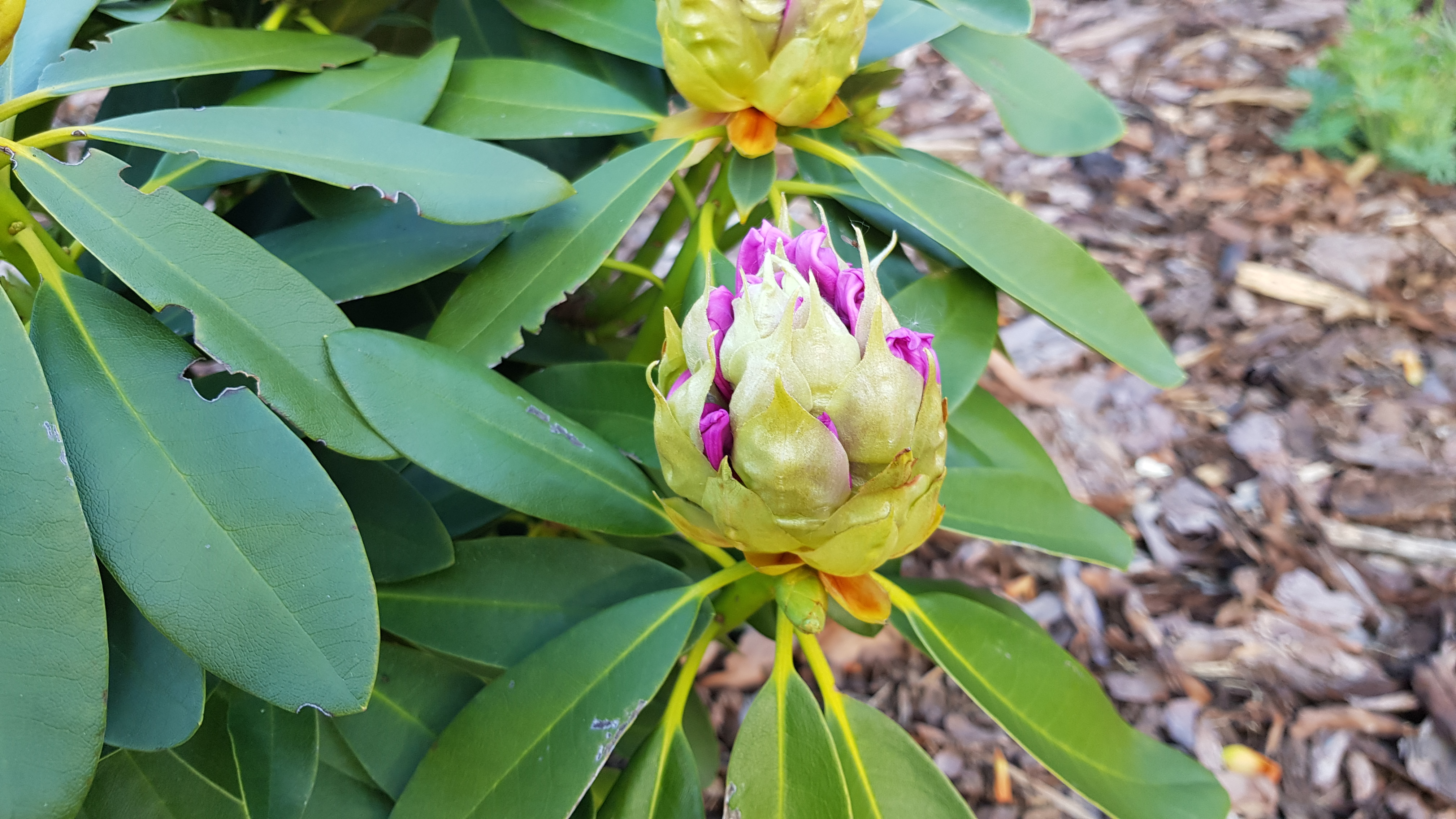 Różanecznik Libin pąk kwiatowy