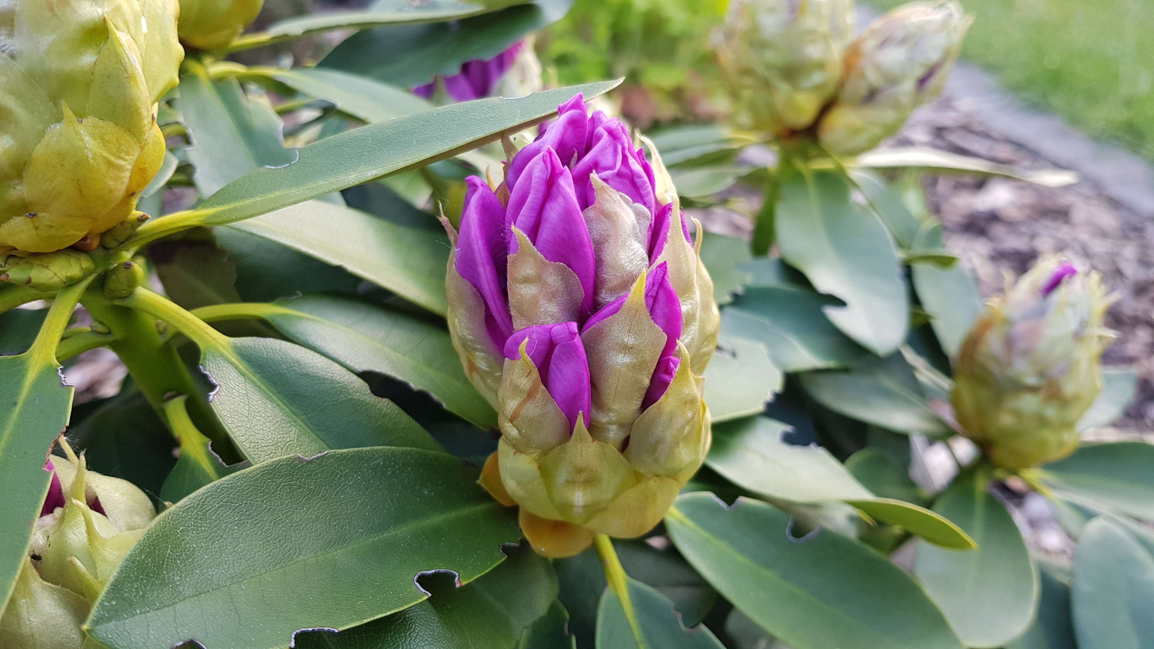 Rododendron Libin pąk kwiatowy