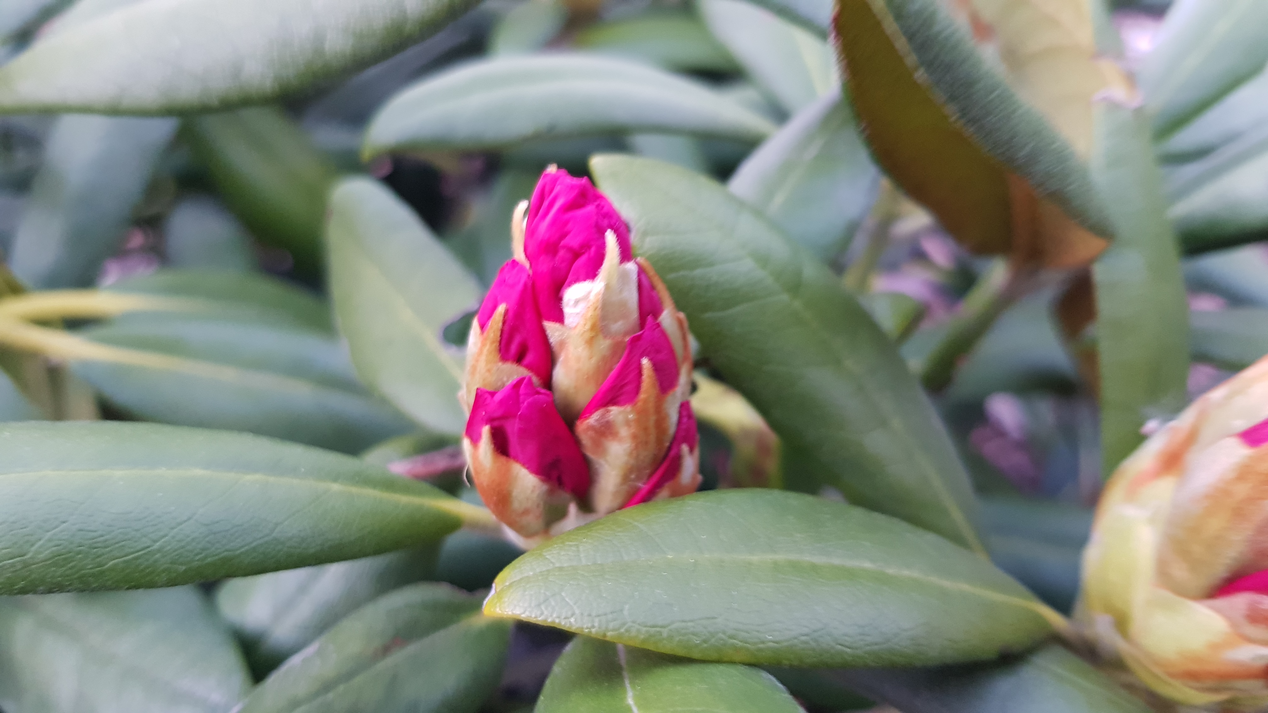 Rhododendron Yakushimanum Kalinka - pąk w połowie maja