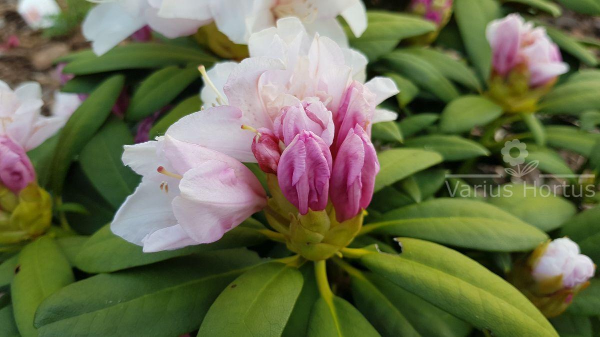 Rhododendron Schneekrone rozwijający się pąk