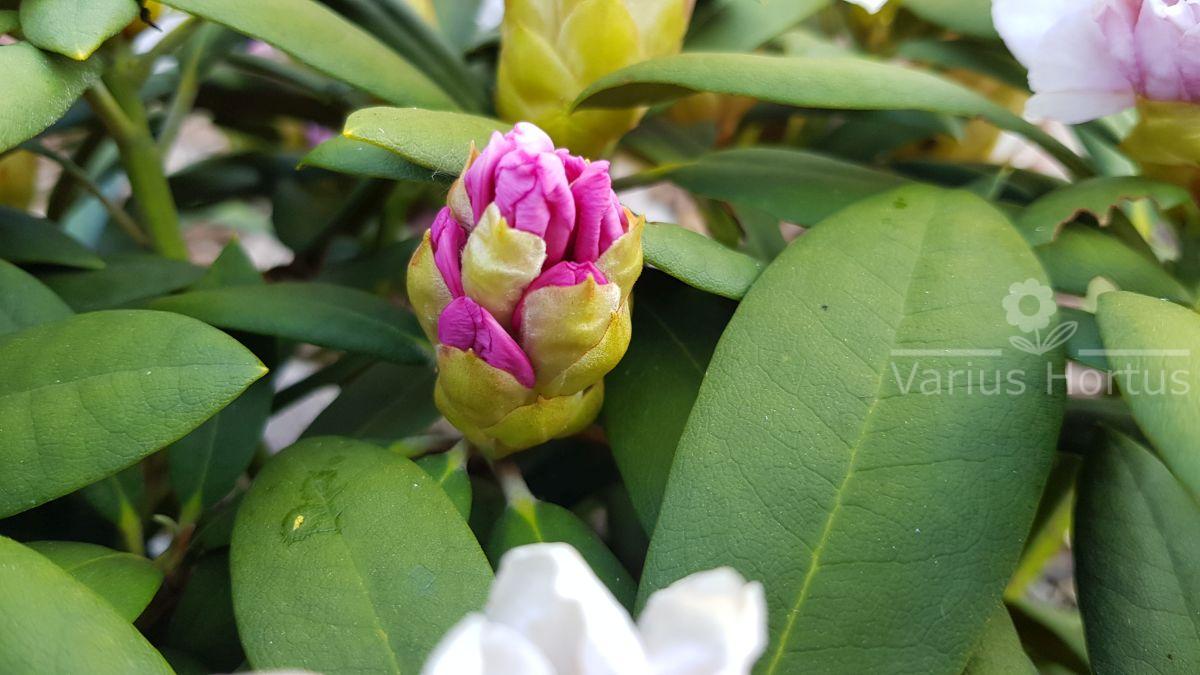 Rhododendron Schneekrone rozwijający się pąk