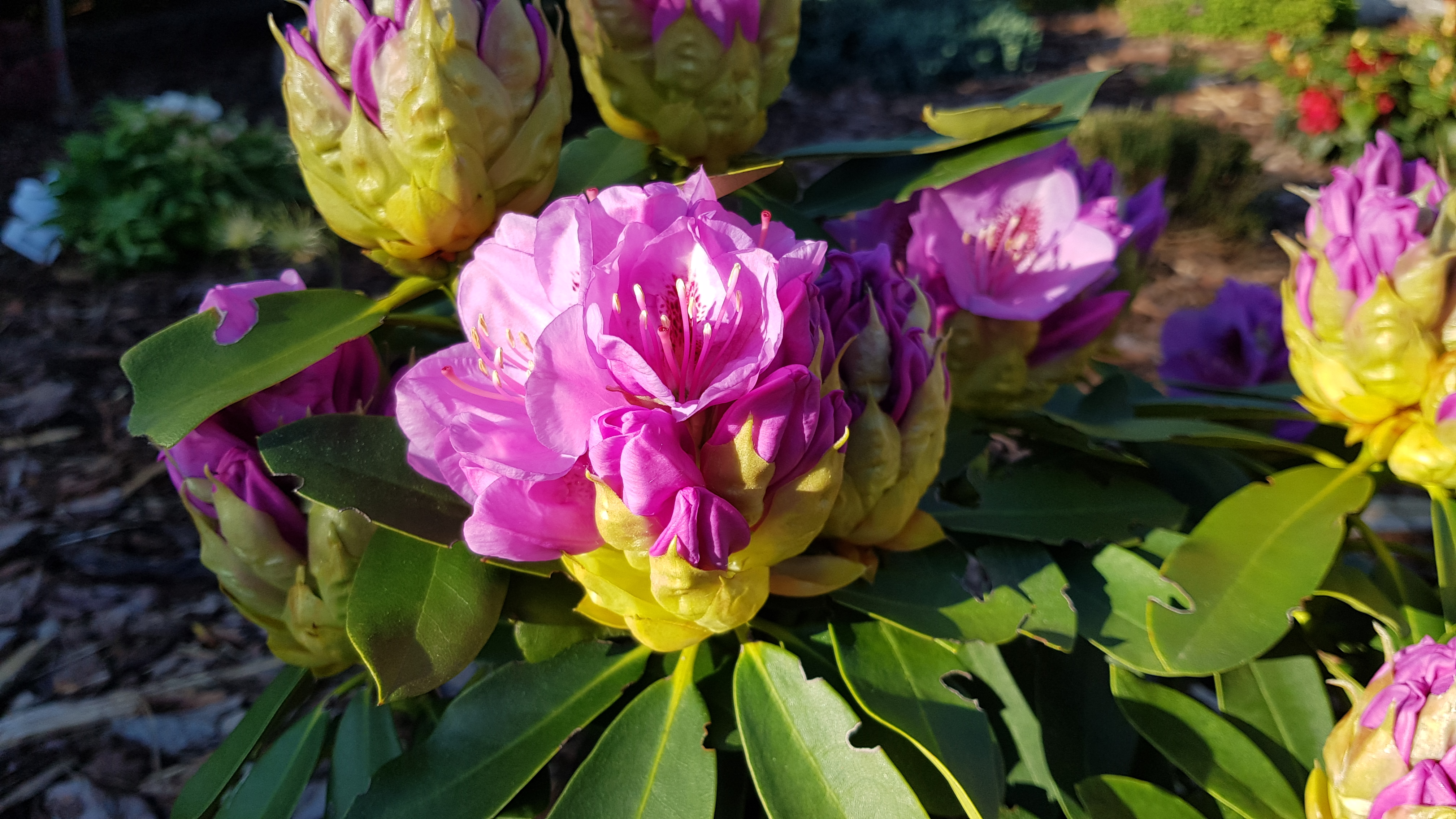 Rhododendron Libin pąk kwiatowy
