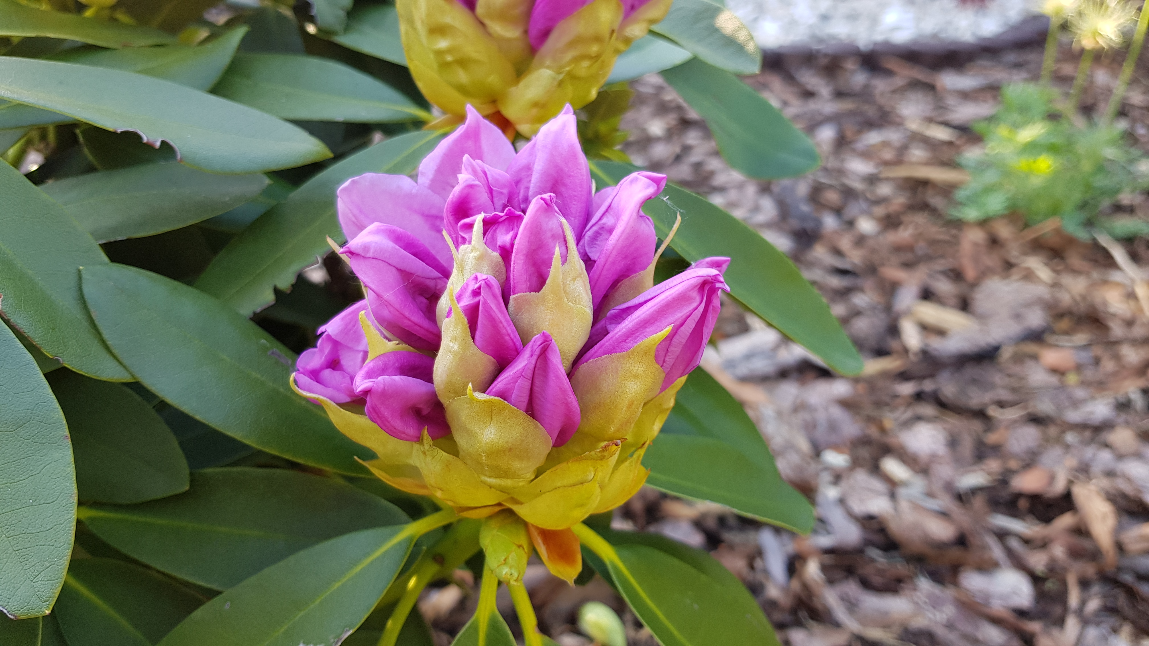 Różanecznik Libin rozwijający się pąk kwiatowy