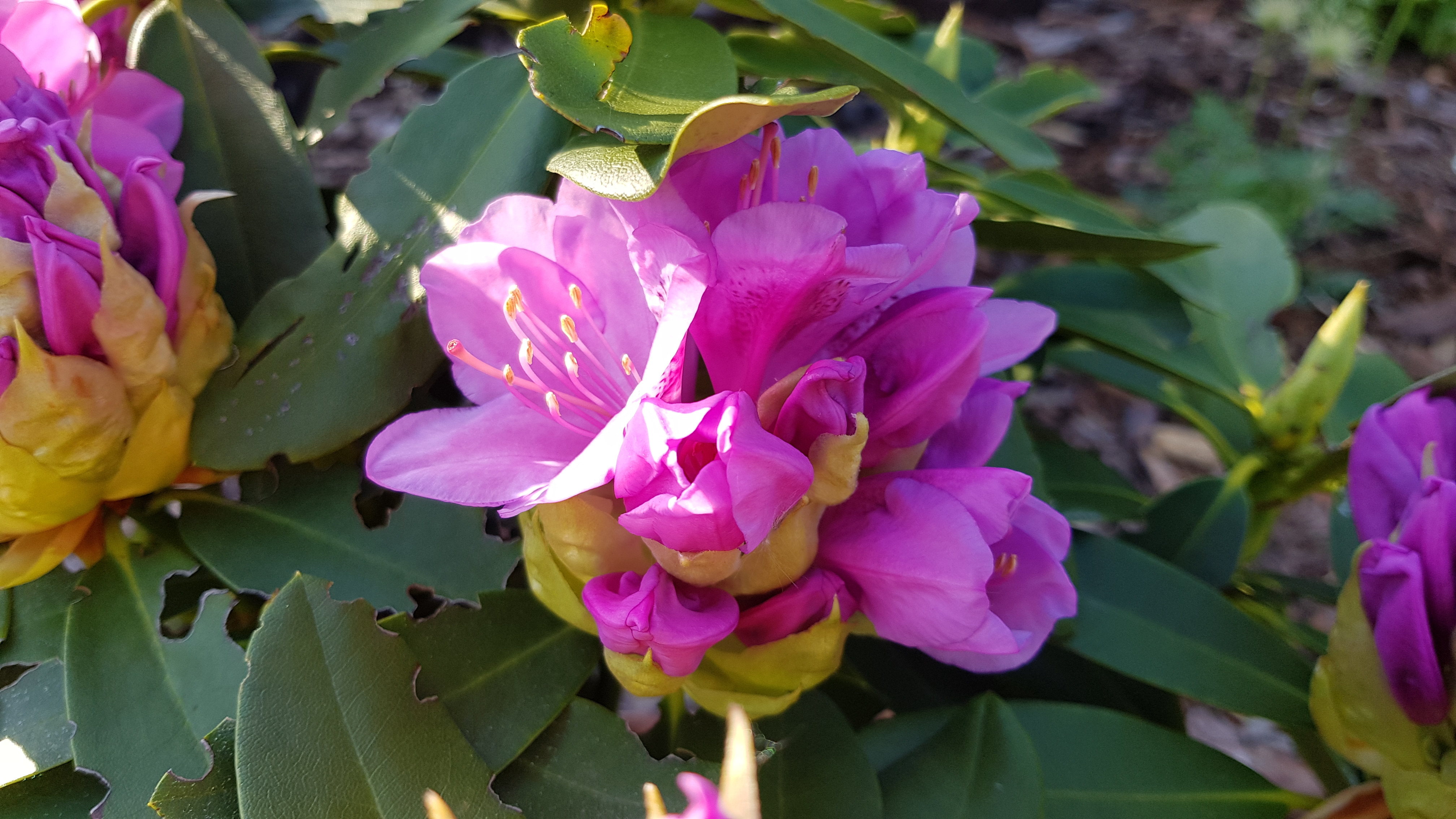 Rododendron Libin rozwijający się pąk kwiatowy