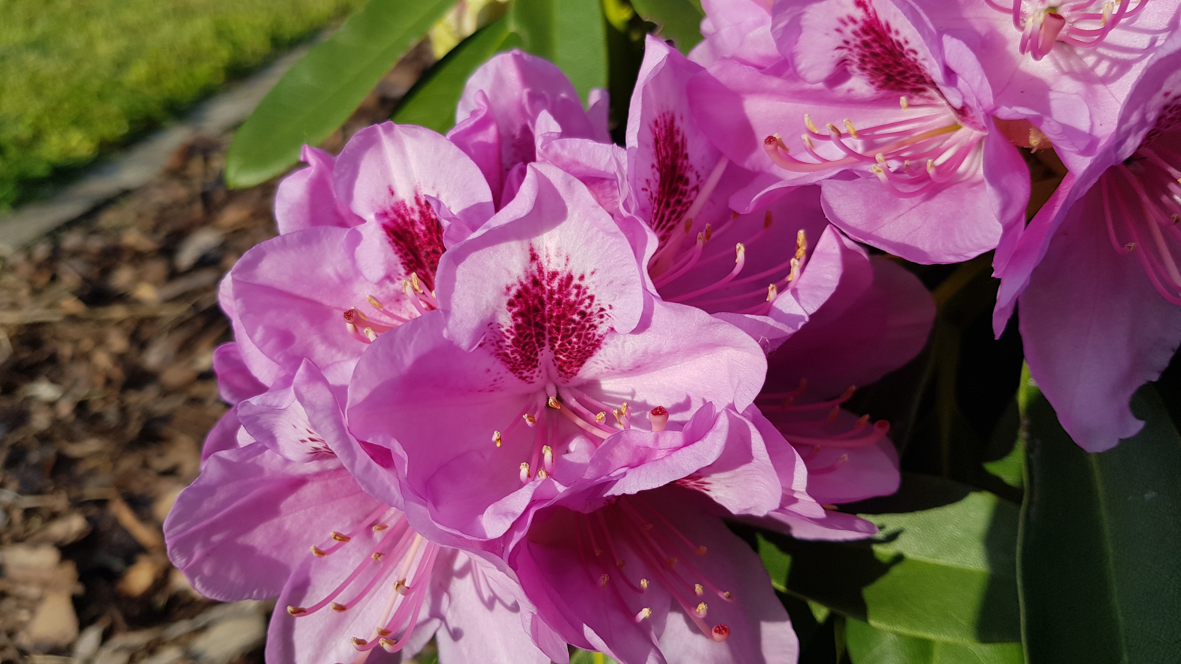 Różanecznik Libin kwiaty