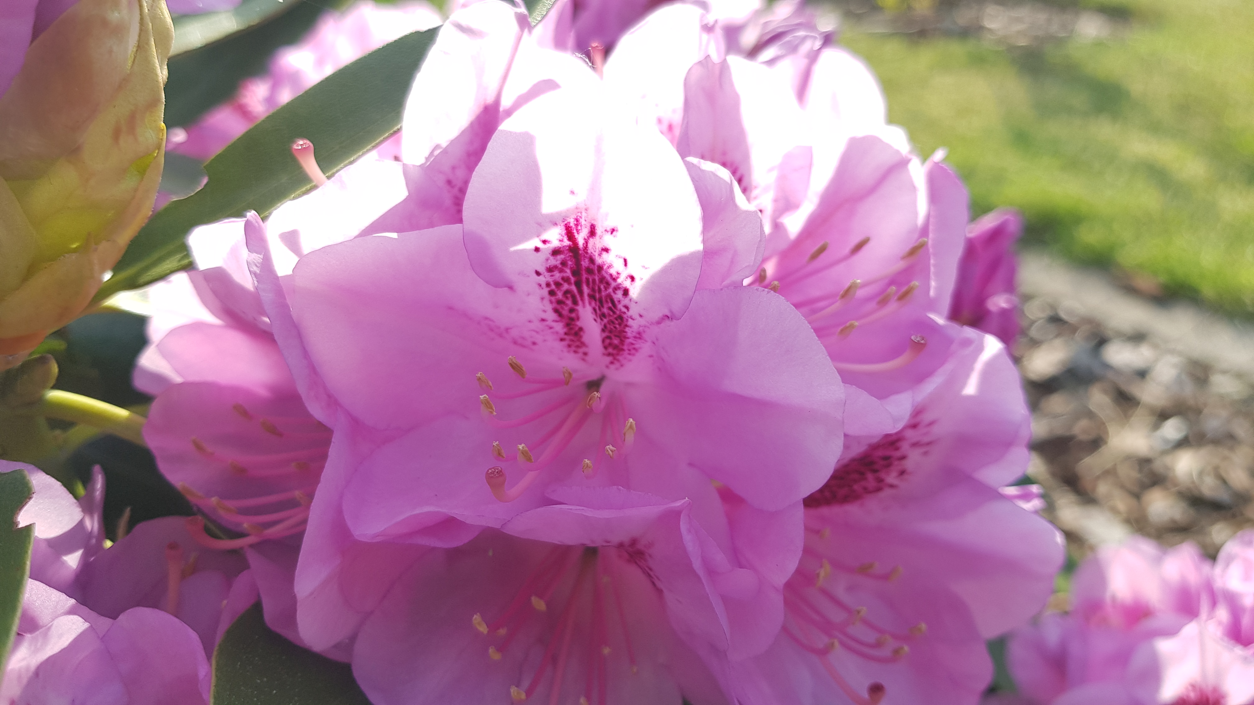 Różanecznik Libin kwiaty