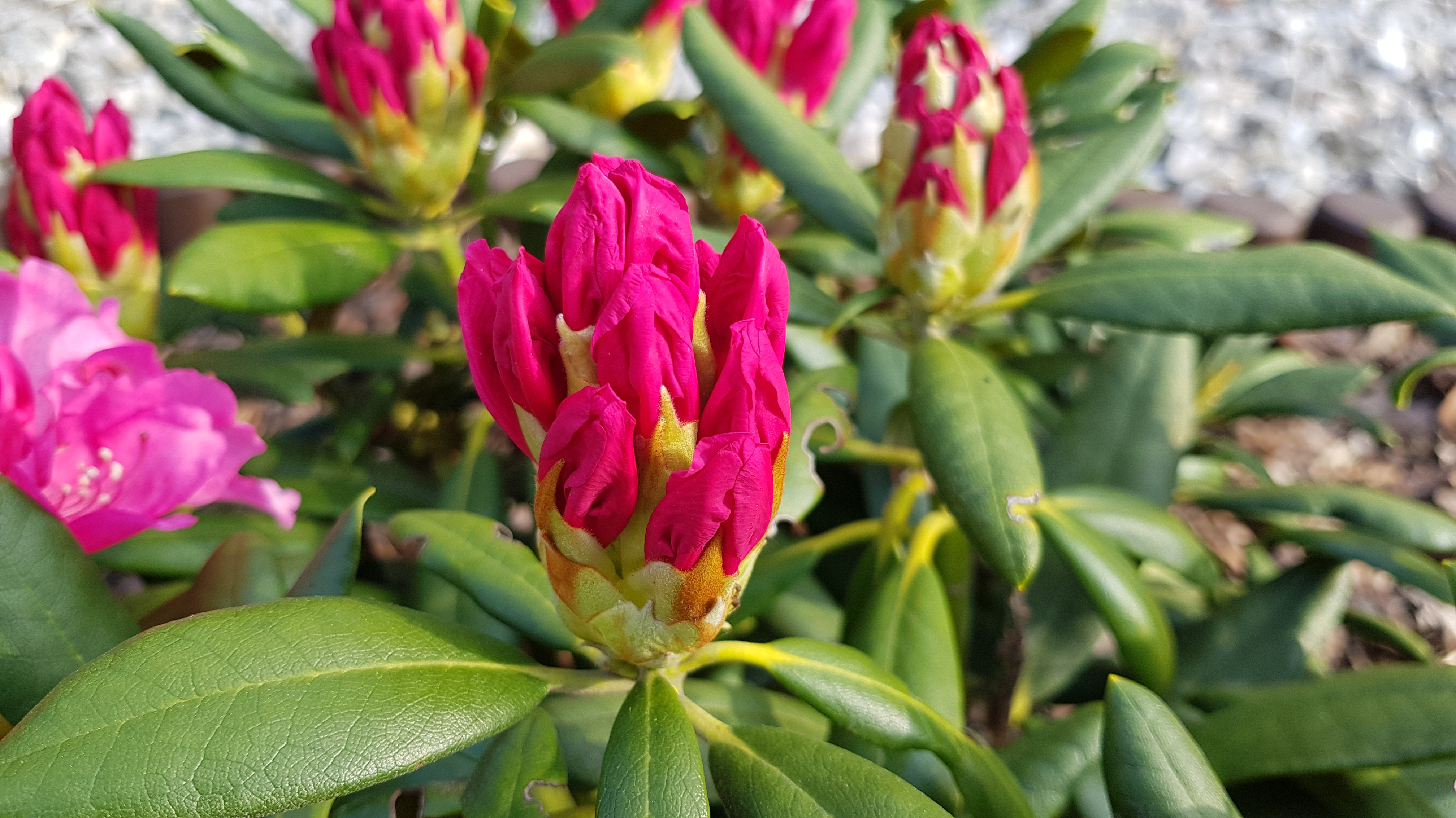 Rhododendron Yakushimanum Kalinka - początek kwitnienia