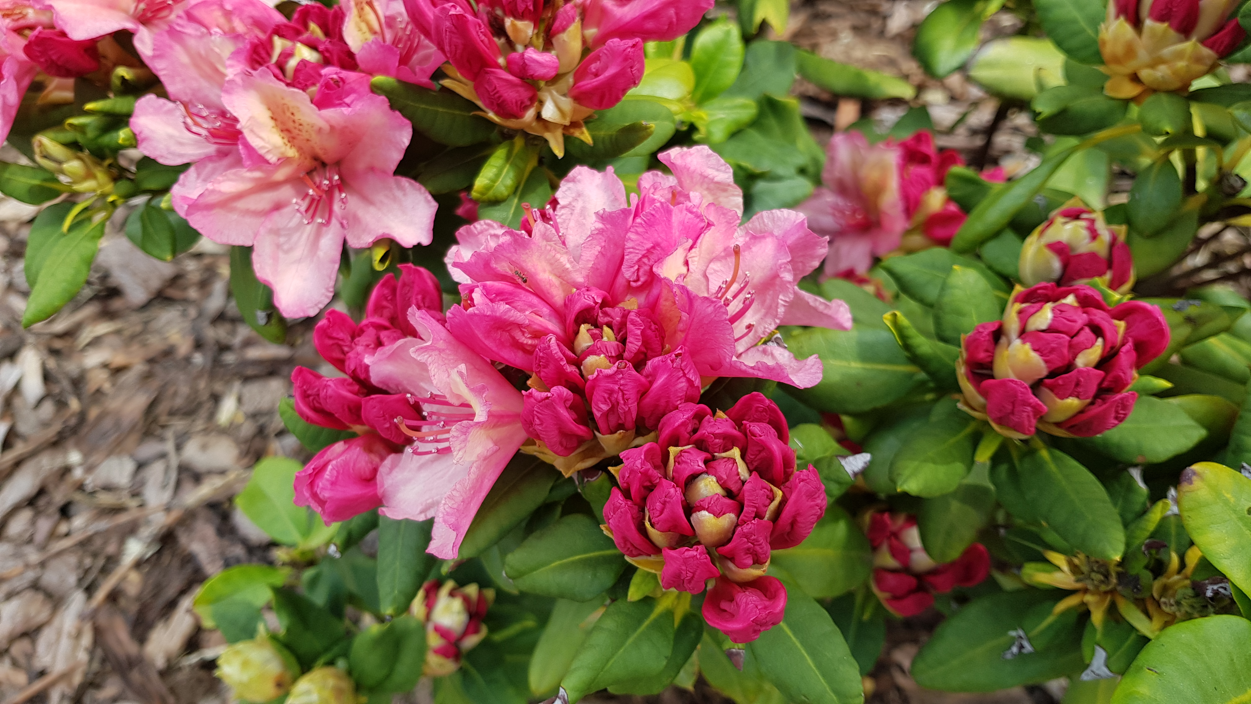 Rhododendron Brasilia pąki i kwiaty