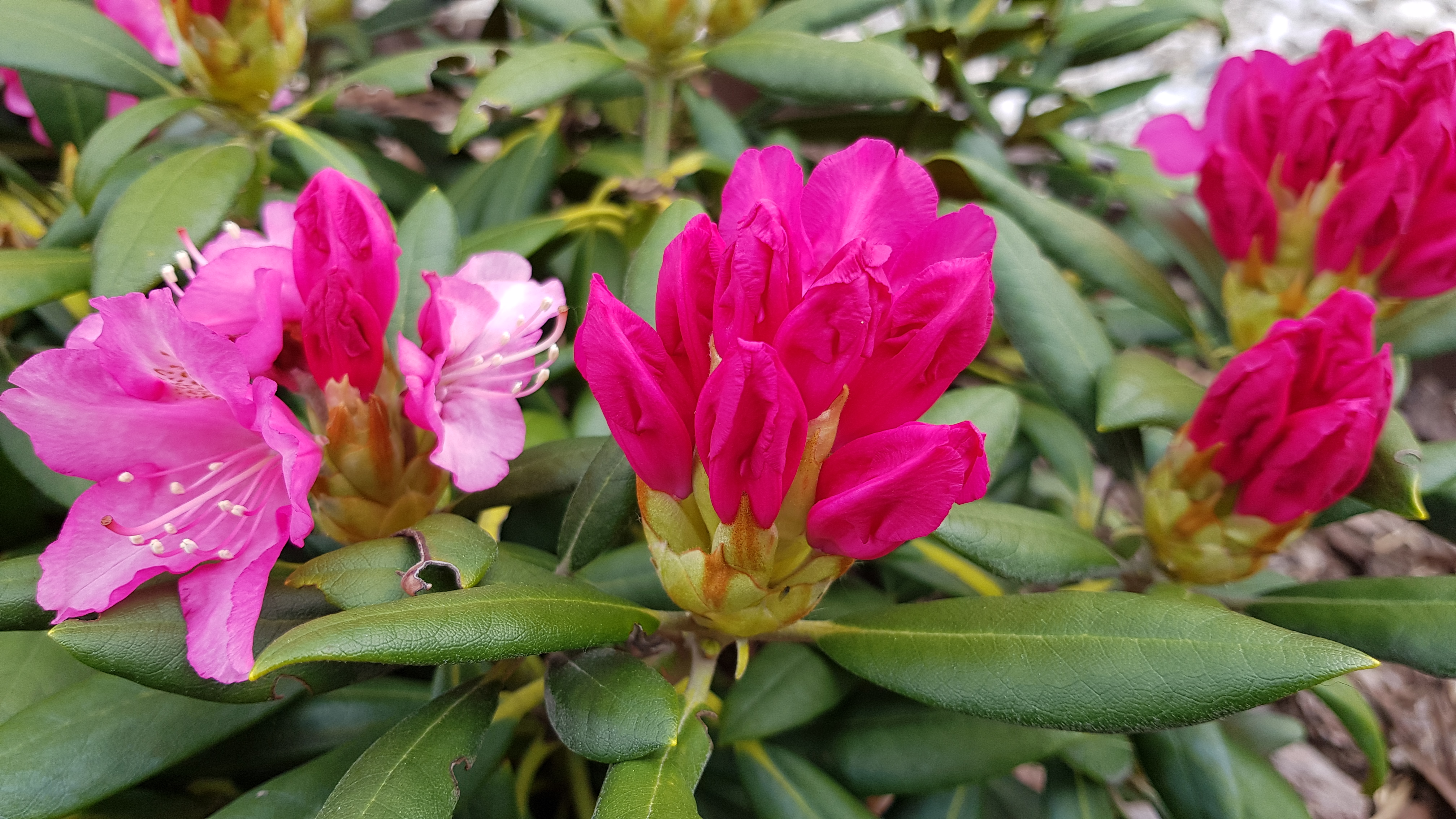 Różanecznik jakuszimański Kalinka - początek kwitnienia