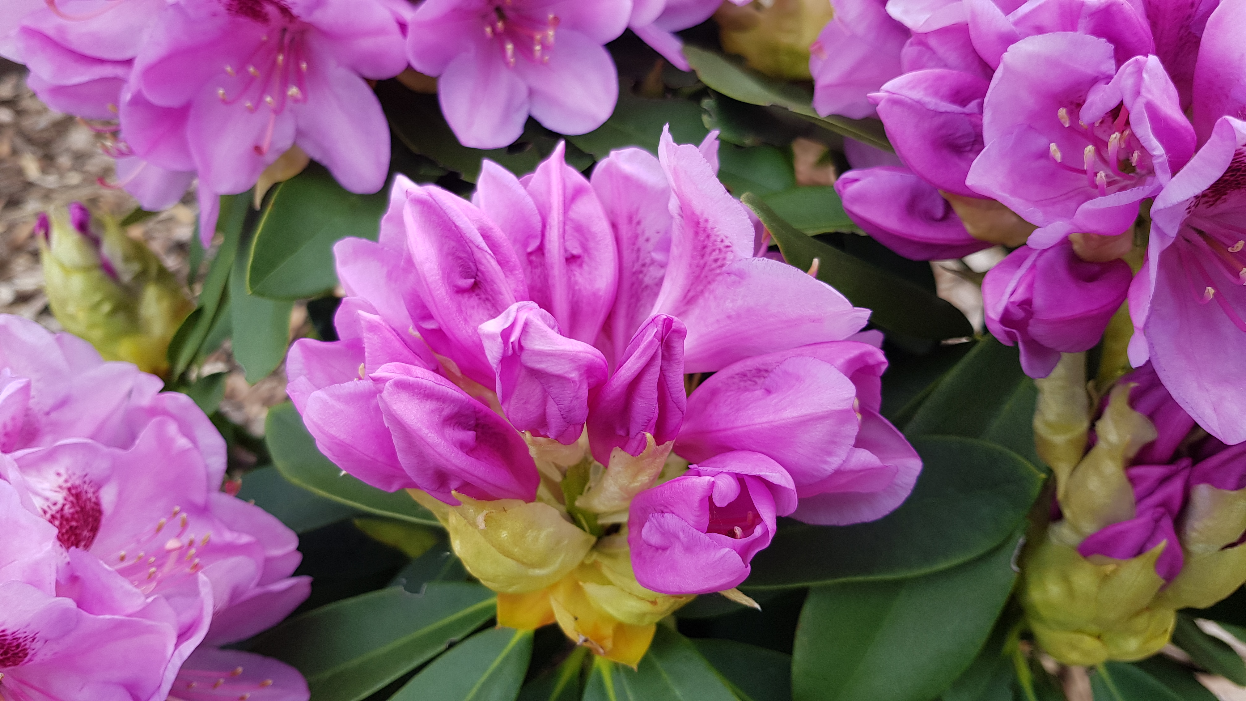 Różanecznik Libin kwiaty