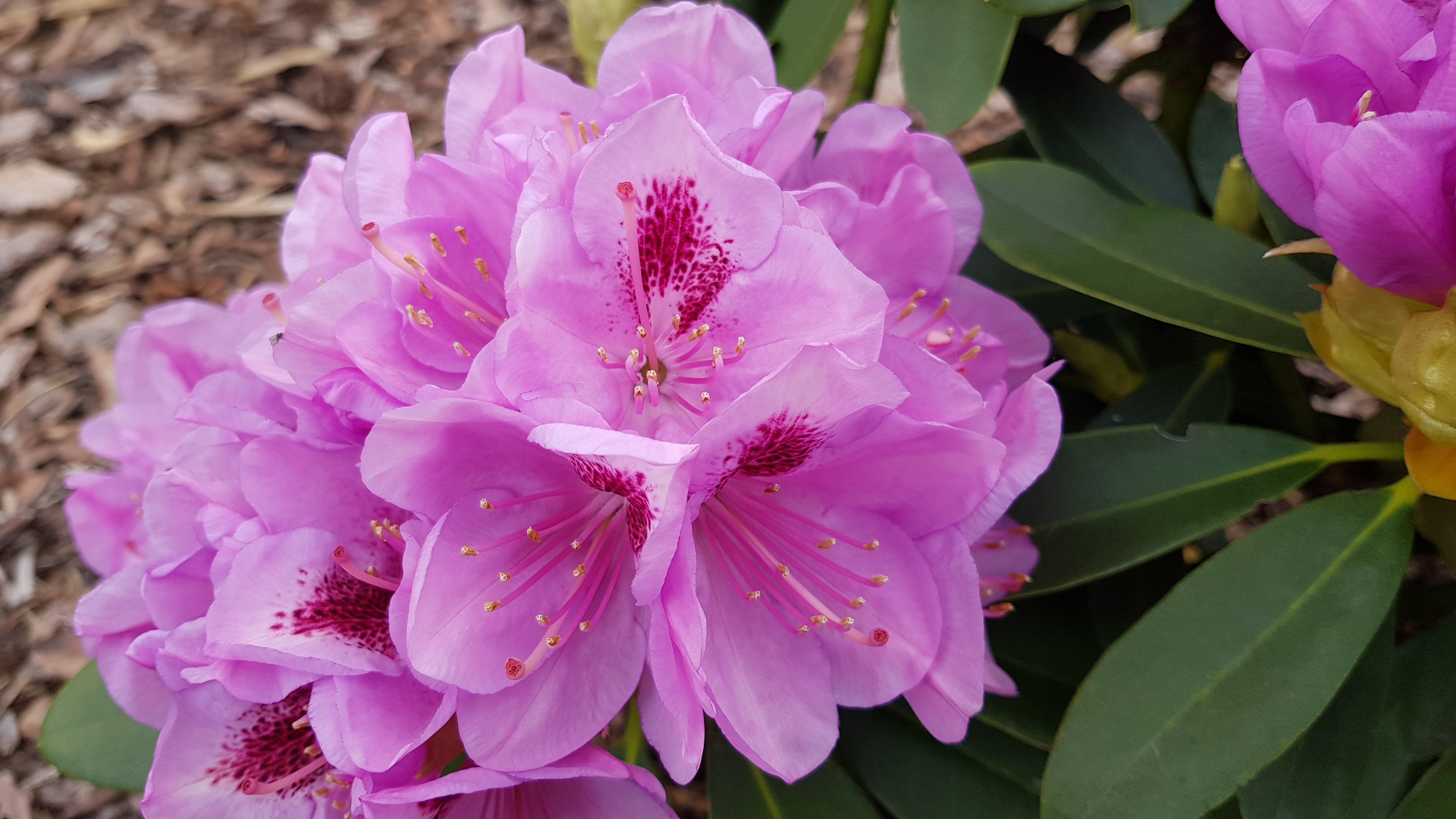 Różanecznik Libin kwiaty