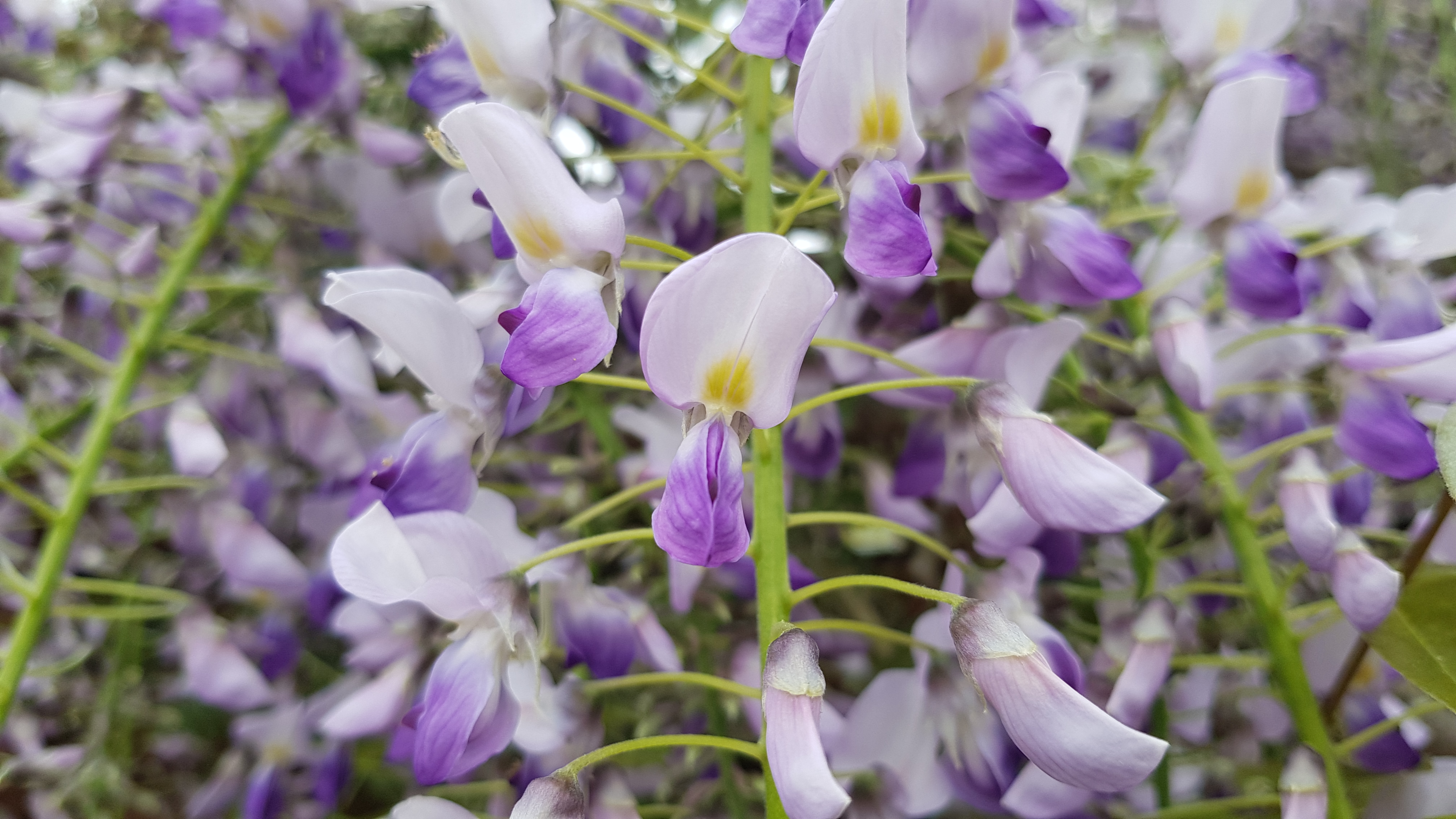 Wisteria o kwiatach w kolorze fioletowo białym