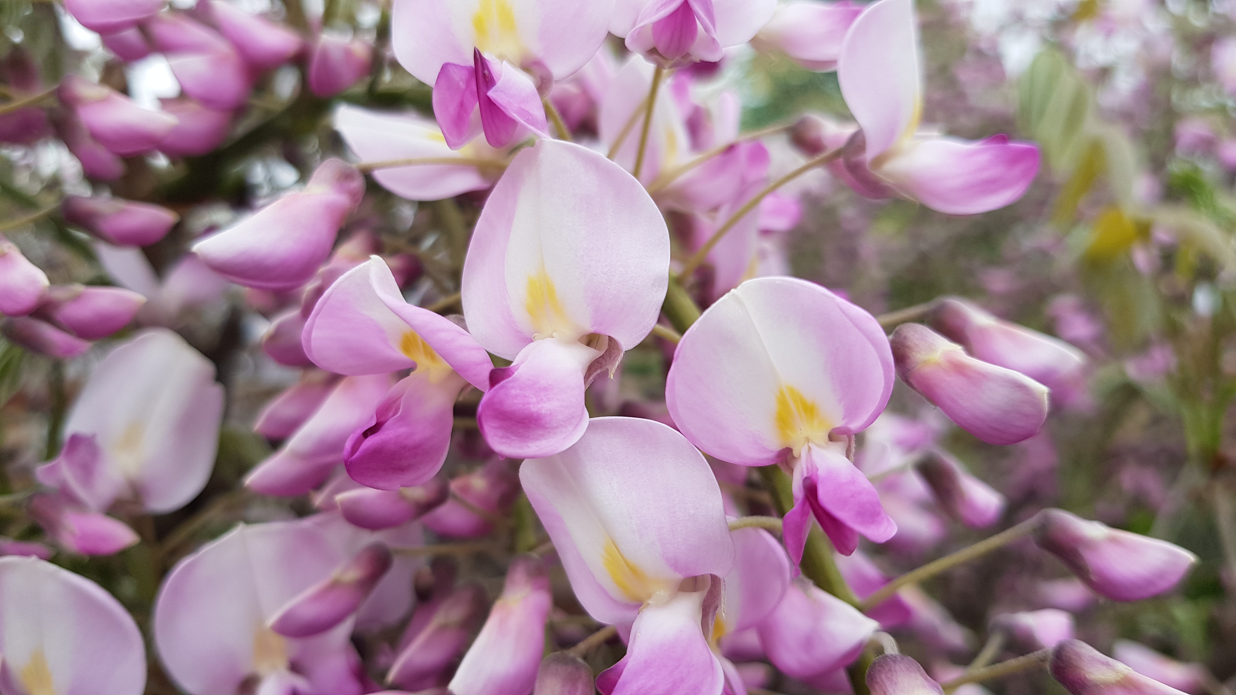 Wisteria o kwiatach w kolorze różowo białym