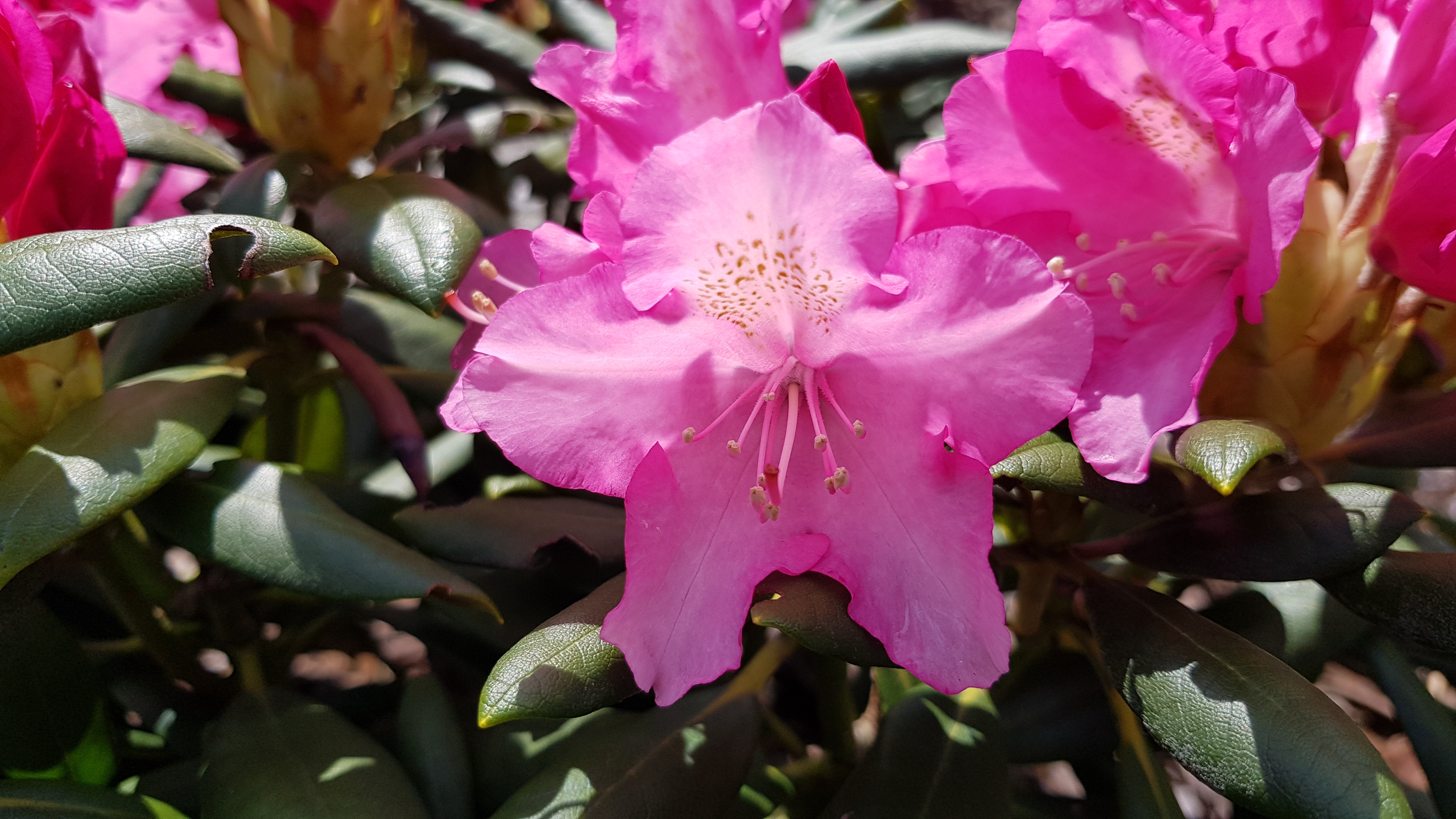 Różanecznik jakuszimański Kalinka - pojedynczy kwiat