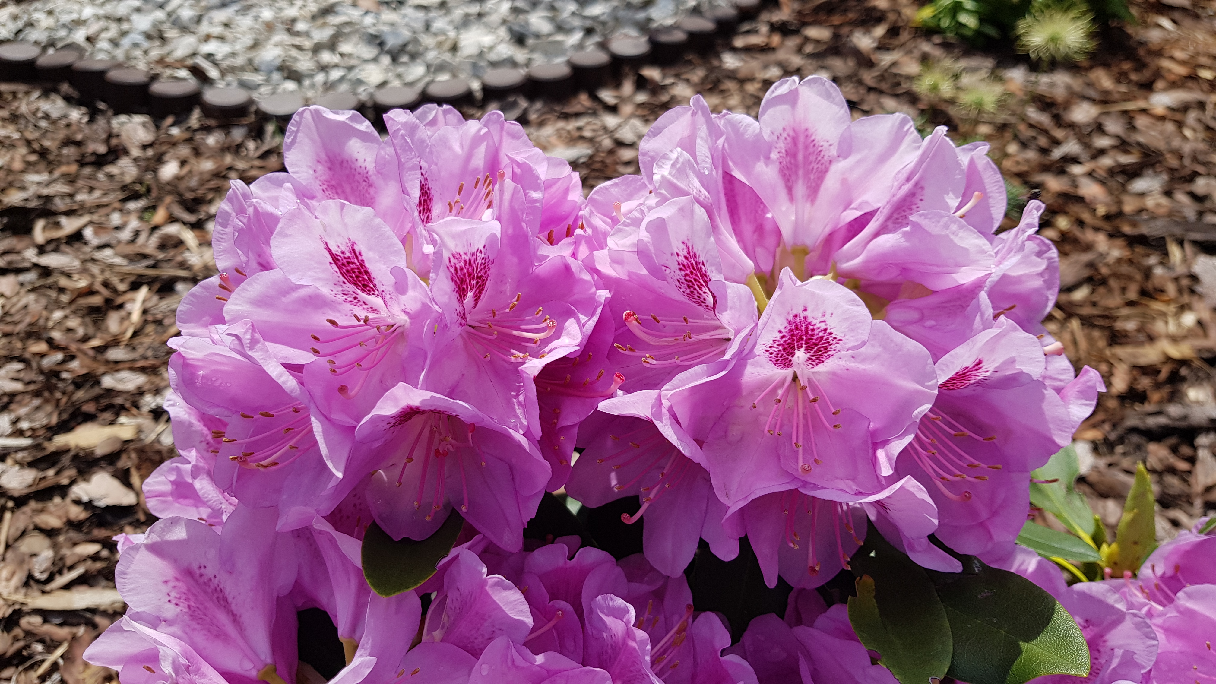 Różanecznik Libin kwitnienie