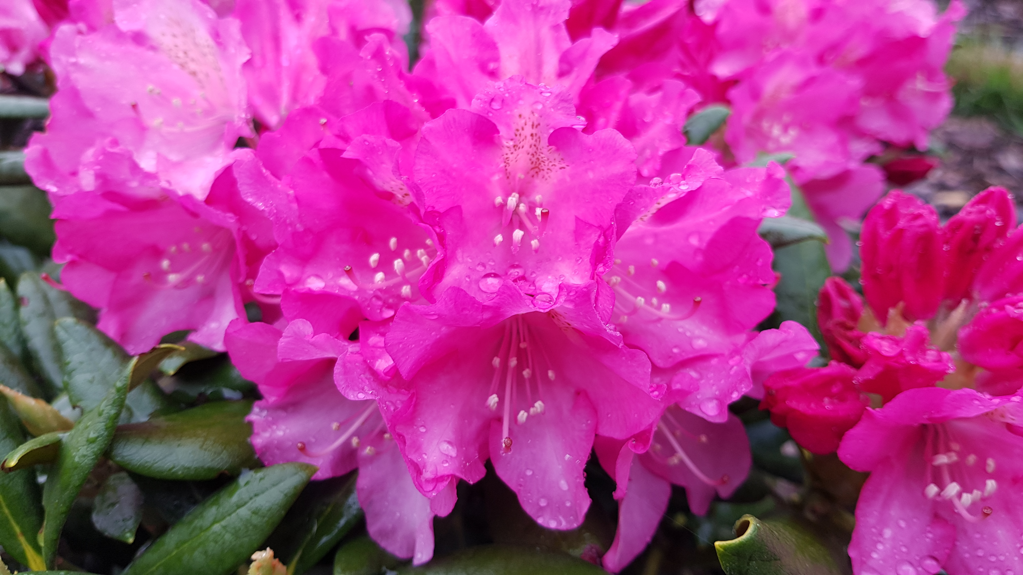 Rhododendron Yakushimanum Kalinka -  kwiatostan