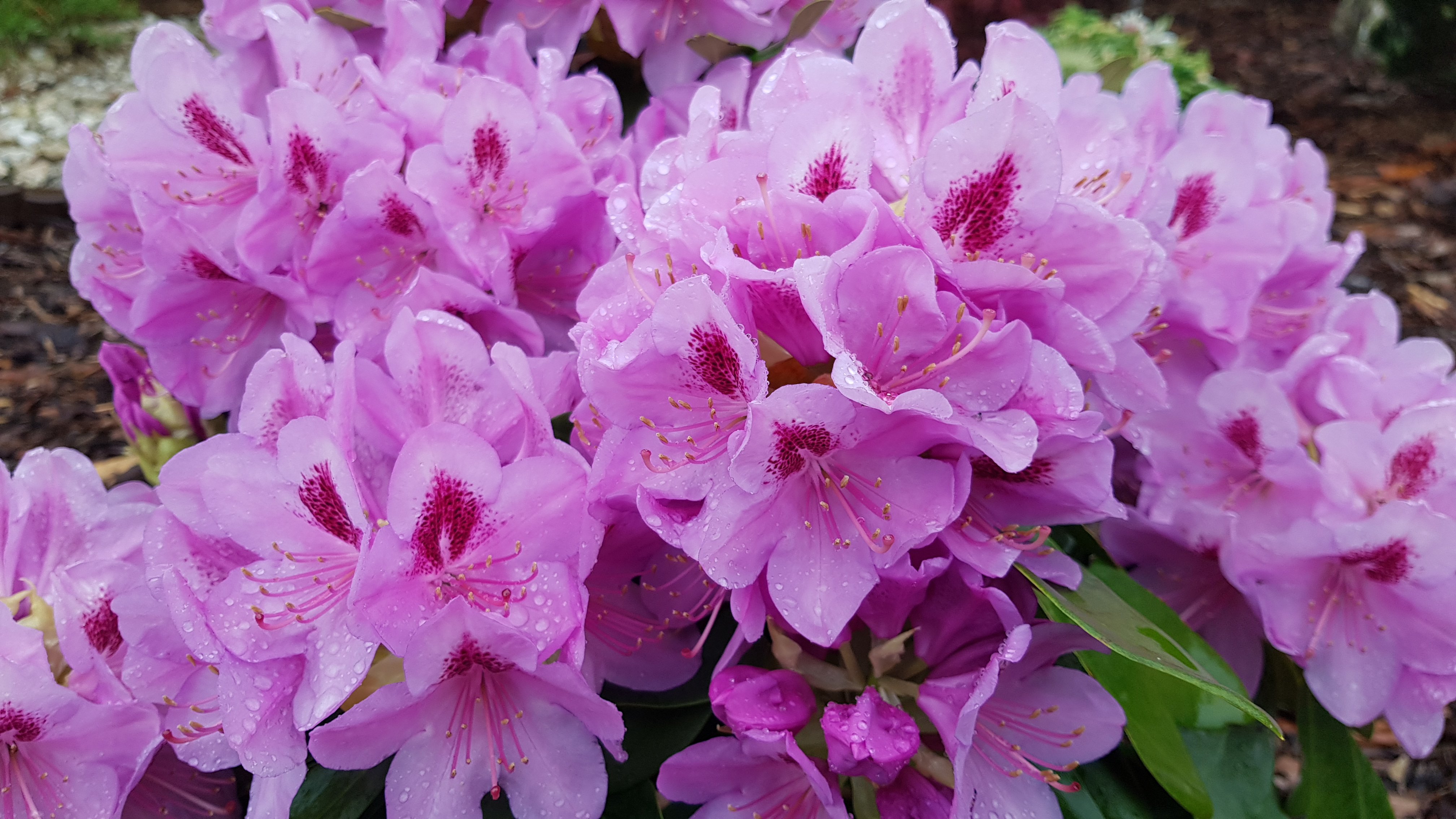 Rododendron Libin kwitnienie