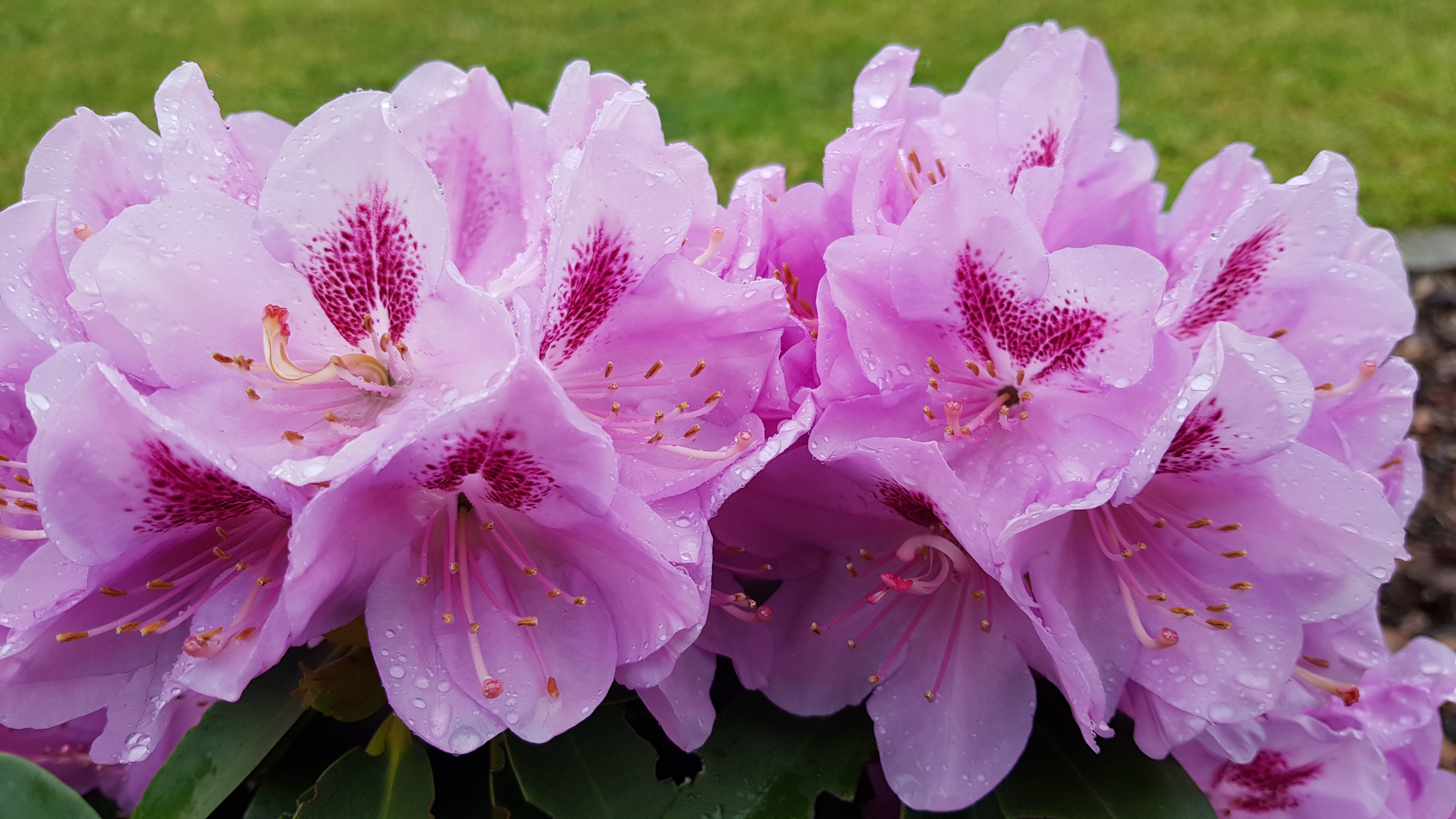 Rhododendron Libin kwitnienie