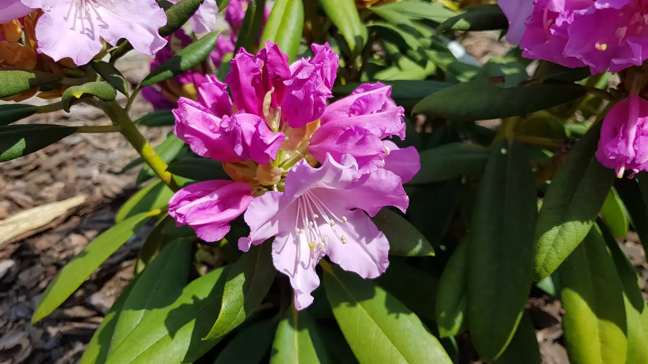 Rhododendron Caroline Allbrook