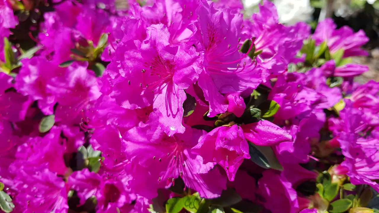 Fioletowe kwiaty azalii