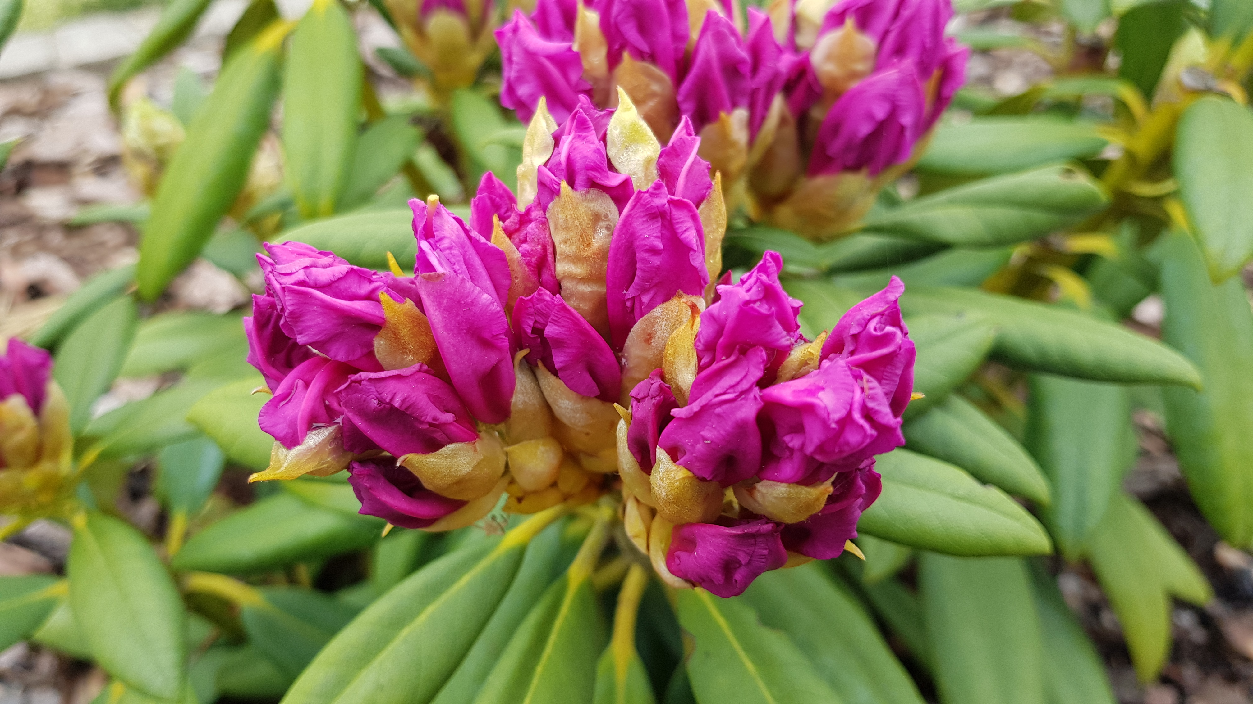 Różanecznik Caroline Allbrook rozwijające się pąki